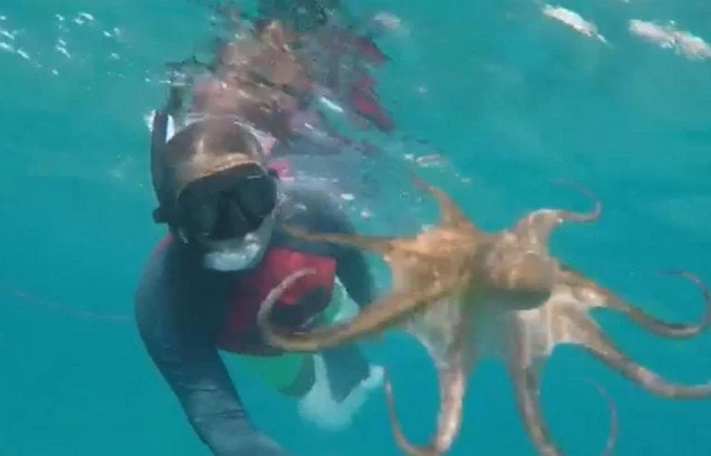 Τολό: Δείτε τι έκανε αυτό το χταπόδι σε ένα δύτη (βίντεο)